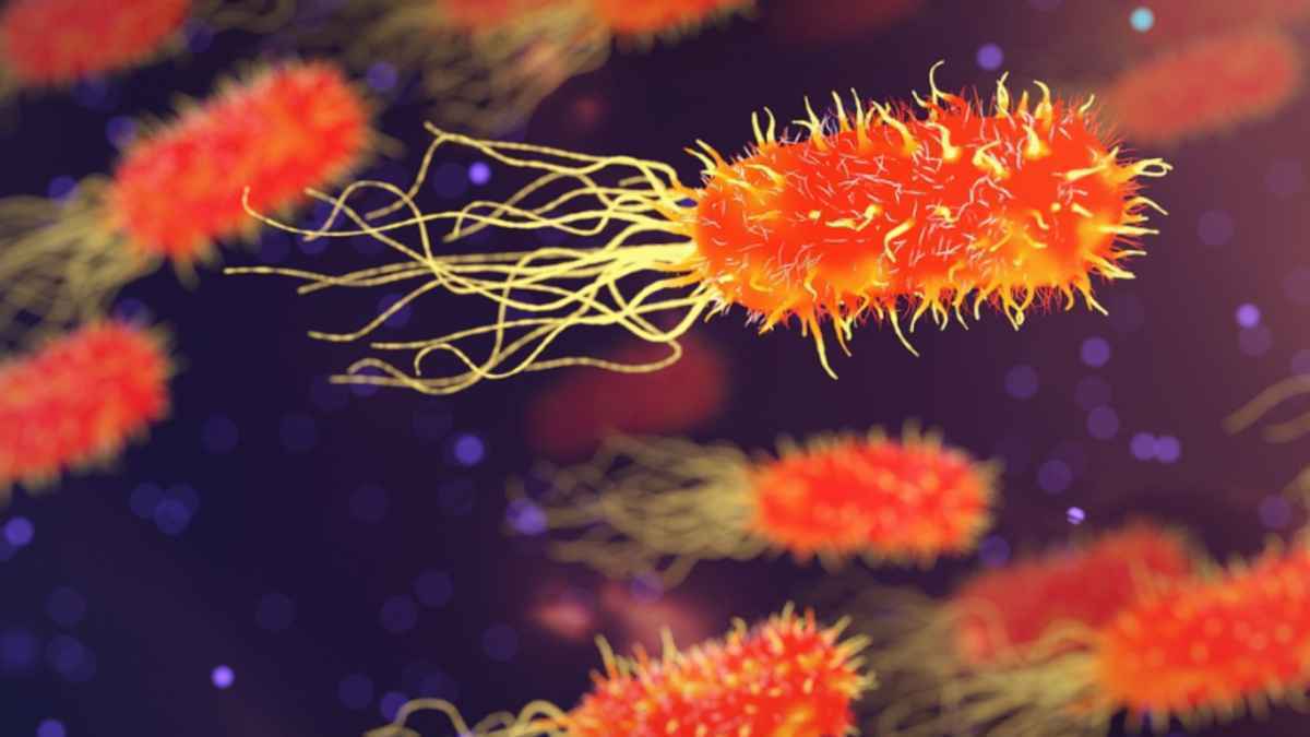 Salmonella-alarm: bio-moringa-produkte aus deutschland zurückgerufen!