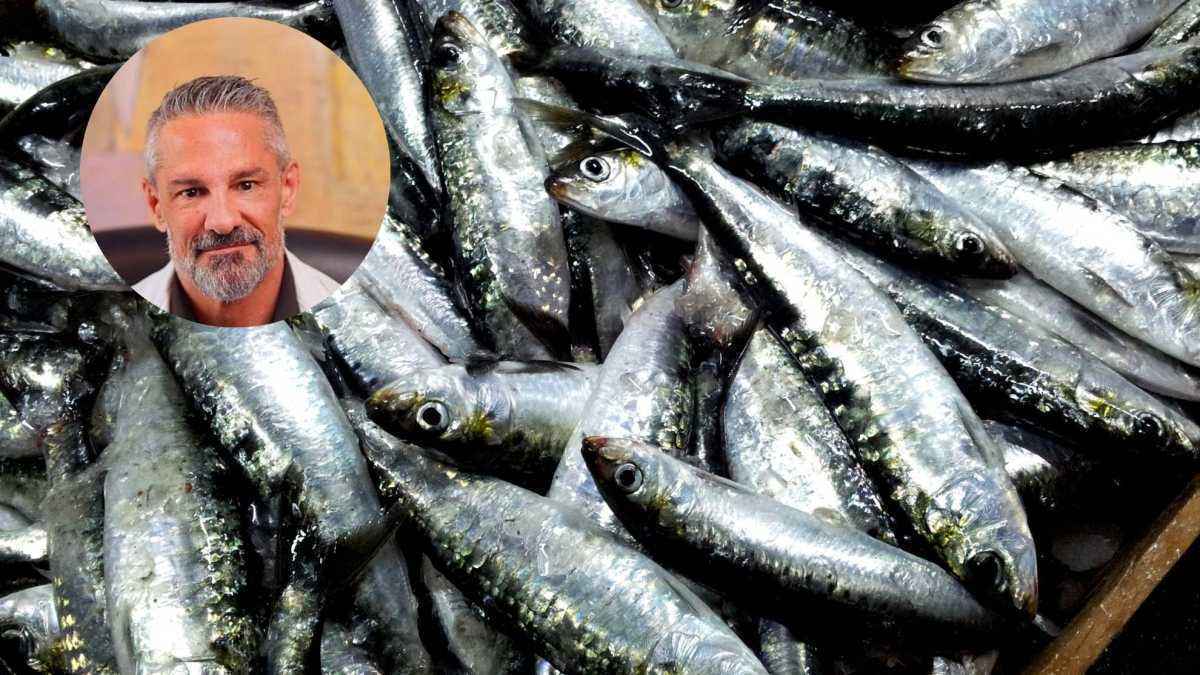Sardinen statt supplemente: warum der kleine fisch großes leistet