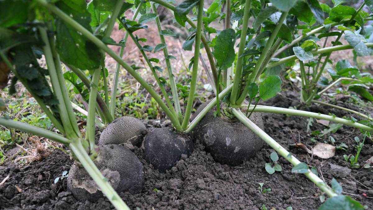 Schwarzer rettich: die kleine knolle kickt frühjahrsmüdigkeit raus