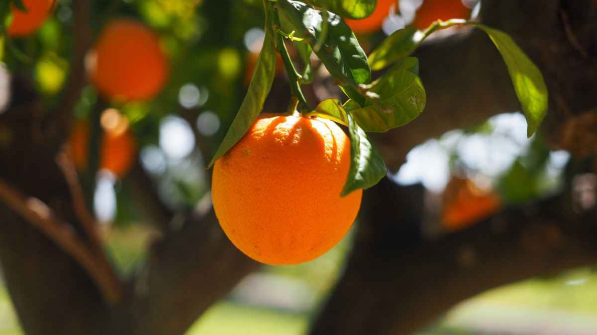 Sommerfrische für den körper: diese lebensmittel hydrieren besser als wassermelone!