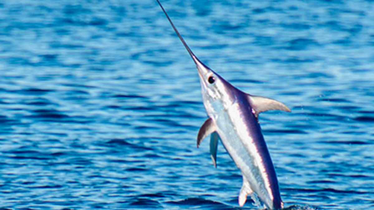 Surferattack in costa rica: herzinfarkt durch schwertfisch!