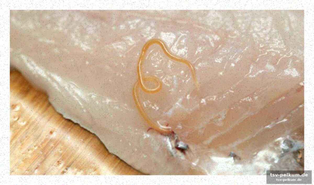 Vom omega-3-schwindel bis zur tropomyosin-falle