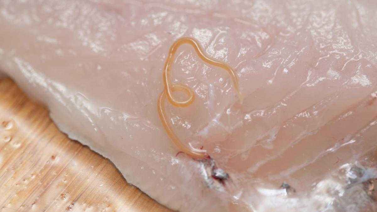 Sushi-alarm nach spallanzani-einsatz: was der fall ascenzi wirklich bedeutet