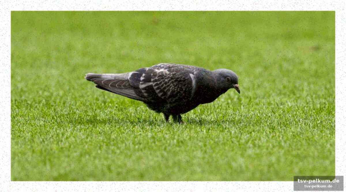 Nebel nennt den vogel „maskottchen“, werder droht das off