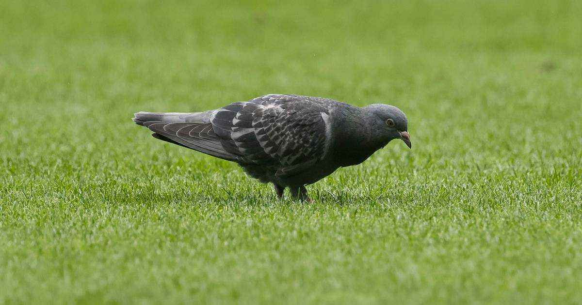 Taube lenkt werder-profis ab: mainz profitiert und jubelt über tierischen glücksbringer