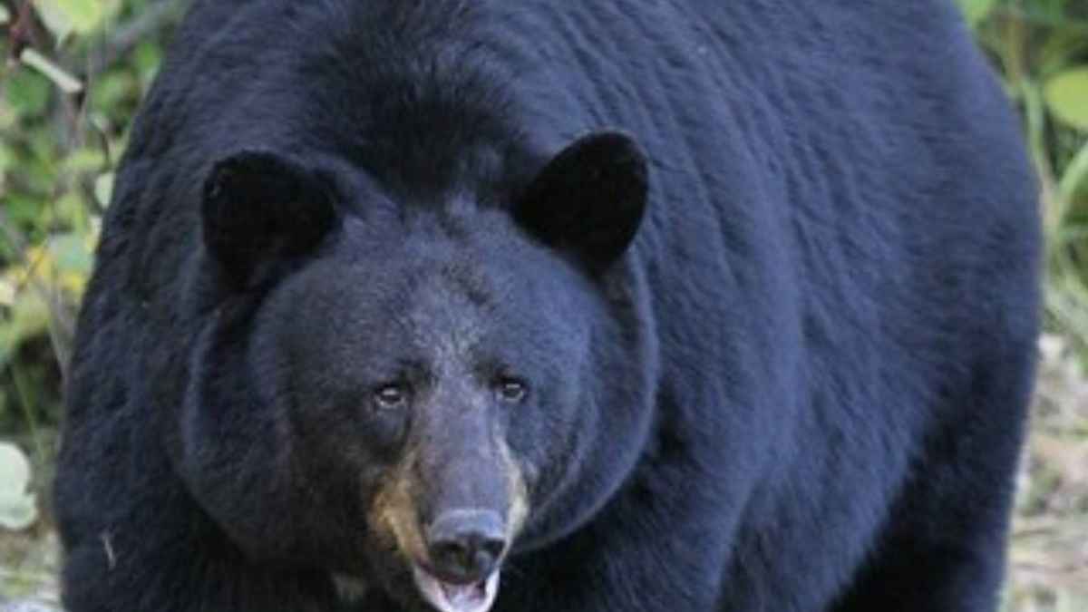 Tragödie in kanada: mma-hoffnung von bären getötet