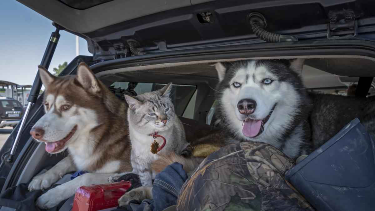 Urlaub mit hund & katze: so vermeidet man den tierischen stress!