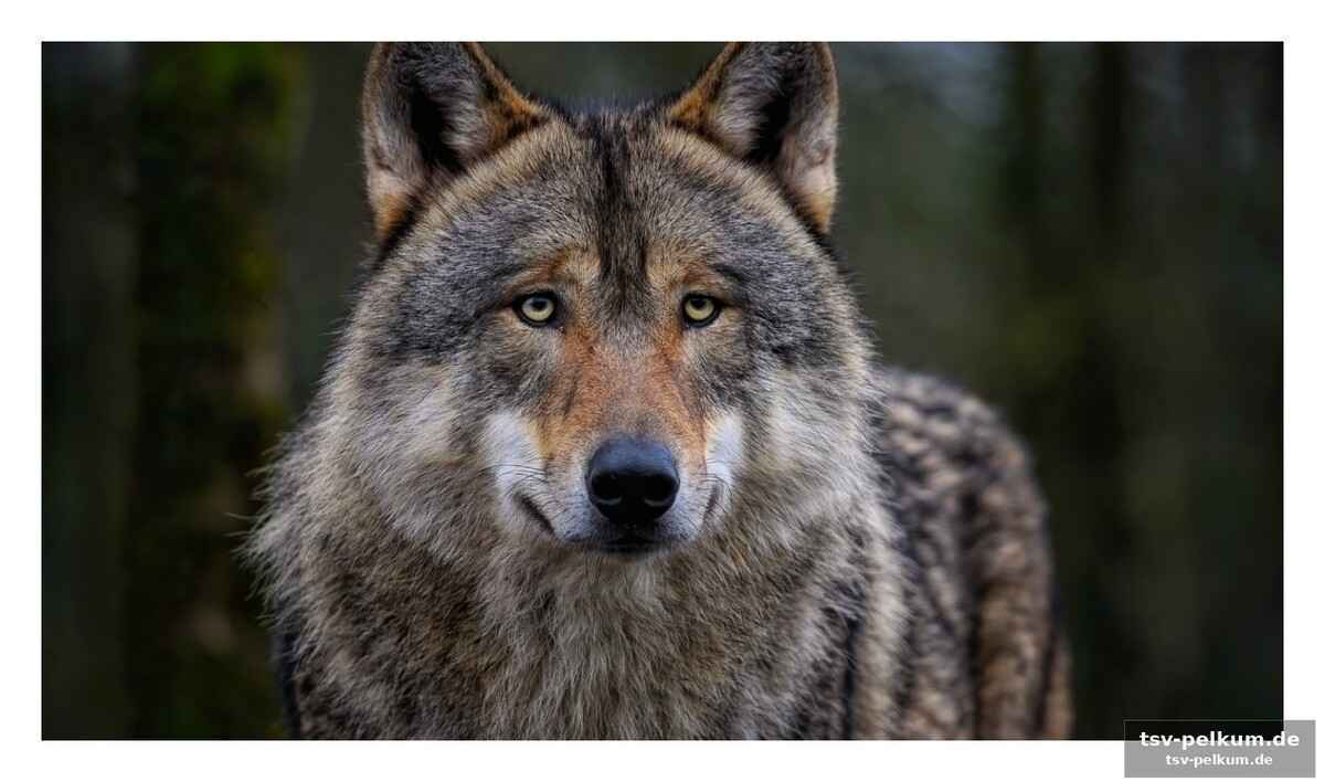 Die begegnung mit der wildnis als spiegel der seele