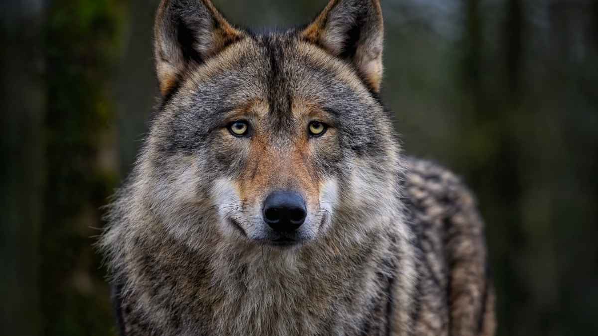 Wölfe, wildnis und weisheit: psychologin entdeckt sich selbst im mexikanischen niemandsland